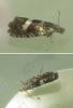 Dichrorampha sequana